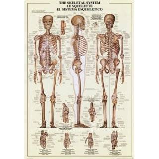  Human Body   Circulatory System 27x39 Poster