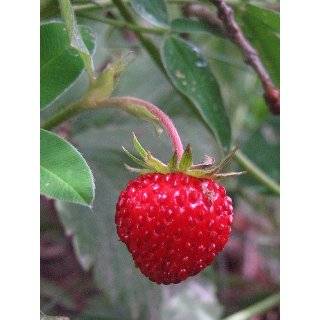  10 Allstar Strawberry plants Patio, Lawn & Garden