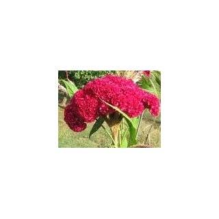 Giant COCKSCOMB BLOOD RED*Showy* 100 seeds*RARE* #1023