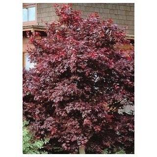Japanese Maple Tree Nigrum    12 by 12 Inch Container