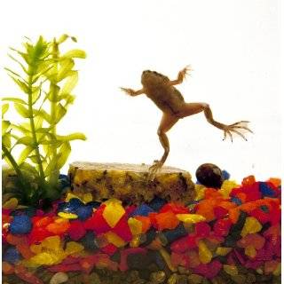  Animal Planet Frog Habitat Toys & Games