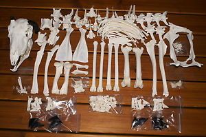 Real Animal Africa Taxidermy Supplies Trophy Antelope Skeleton Skull Bone Art