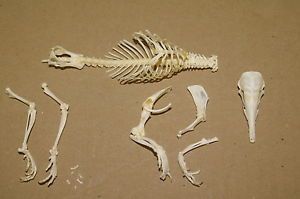 Real Genuine Animal Tenrec Skeleton Skull Bone Taxidermy Supply Art Madagascar