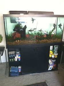 90 Gallon Freshwater Fish Tank with Fish