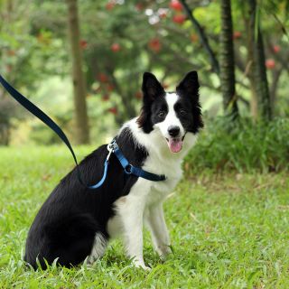 Blue Easy Walk Pet Dog Nylon Harness Leader with Pull Free Leashes Size S