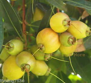 Rose Apple Syzygium Jambos Tropical Fruit Live Seedling Rooted Plant Tree RARE