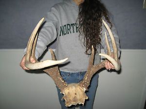 Massive Kansas Whitetail Deer Buck Antlers Rack Lot Horns Mount Rack Chews Knife