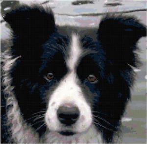 Border Collie Counted Cross Stitch Pattern Dog Design