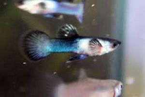 12 Moscow Blue Panda Guppies Live Tropical Fish Worlds Smallest Guppy
