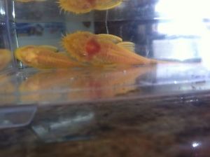 Albino Bristlenose Pleco Pair Live Freshwater Aquarium Fish