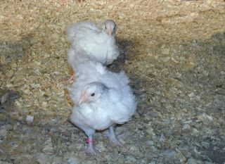 Limited 6 Six 100 English White Orpington Hatching Eggs
