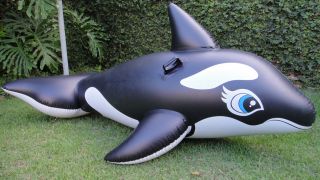 Inflatable Intex Black Whale aka Shamu Ride on Pool Toy Float Blown Up Used