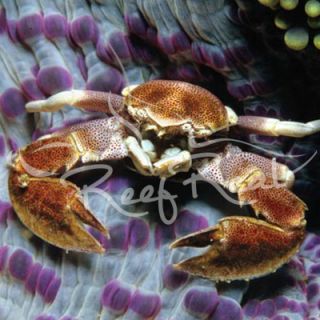 Live Saltwater Crabs