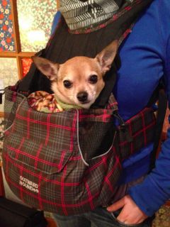 Outward Hound Pet A Roo Front Carrier for Pets Great Condition Small Dog