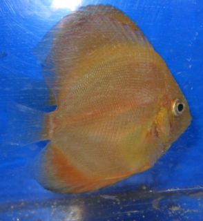 Live Discus Fish Tangerine Orange Live Freshwater Aquarium Fish