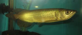 Australian Pearl Gold Arowana Live Freshwater Fish