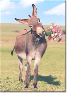 Donkey w Flowers Belated Birthday Card Greeting Card by Avanti Press