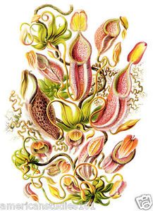 Ernst Haeckel Art Forms Nature Postcard Plate 62 Nepenthes Pitcher Plants