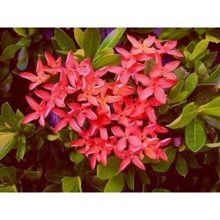  Ixora Nora Grant Economical Starter Package 6 Live Plants 