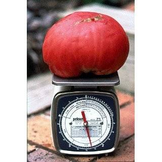  Mortgage Lifter Tomato 65 Seeds   HEIRLOOM Patio, Lawn 
