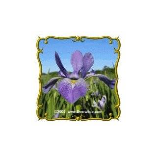Northern Blue Flag (Iris versicolor) Jumbo Wildflower Seed Packet (50)