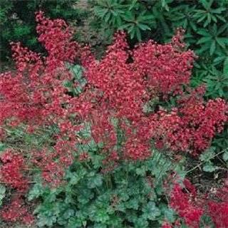  Heuchera Melting Fire   200 Seeds Patio, Lawn & Garden