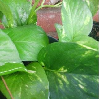 Marble Queen Devils Ivy   Pothos   Epipremnum   4 Pot   Very Easy to 