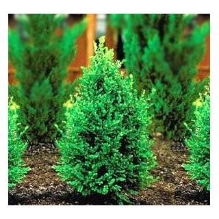  Fastigiata Boxwood Quarts 10 12 Tall Patio, Lawn 