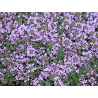 1000 THYME Common, English, German, French, Garden, or Winter Thymus 