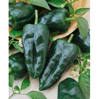 Pepper Seeds   Capsicum Annuum   1 Grams   Approx 100 Gardening Seeds 